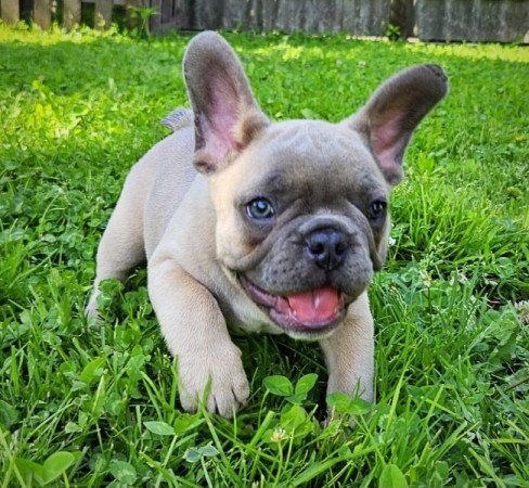 francia bulldog