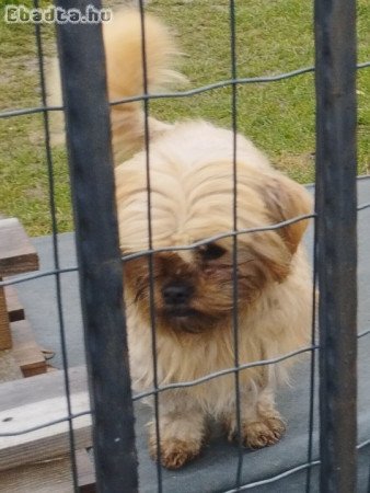 Sí cu jellegű kutyus