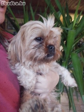 Sí cu jellegű kutyus