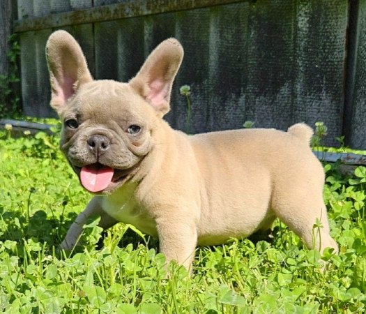 francia bulldog