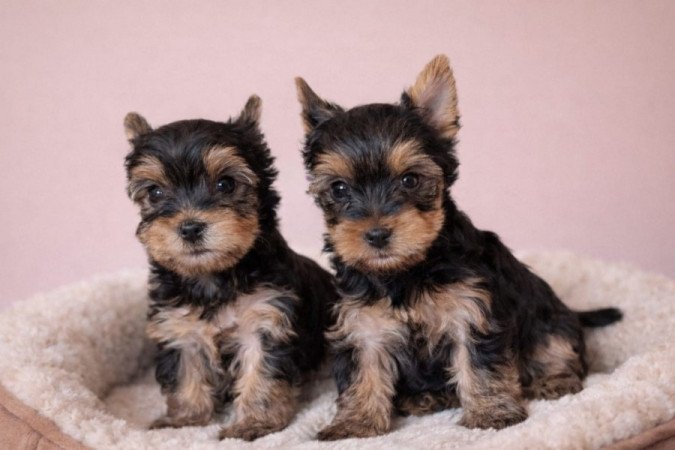 Yorkshire terrier