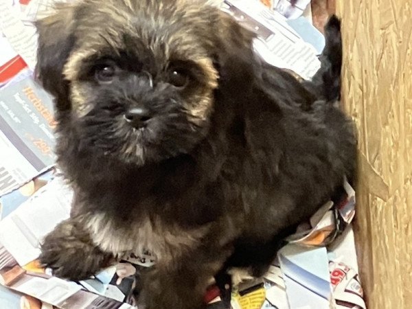 Bichon havanese