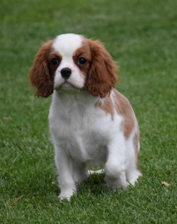 Cavalier King Charles Spániel