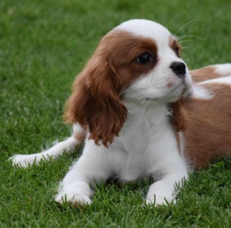 Cavalier King Charles Spániel