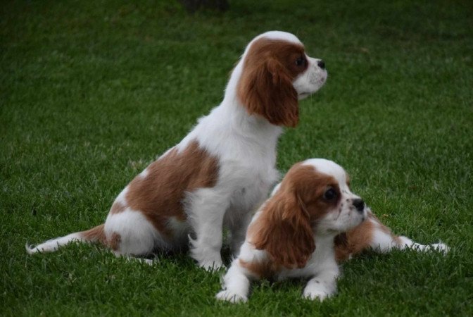 Cavalier King Charles Spániel