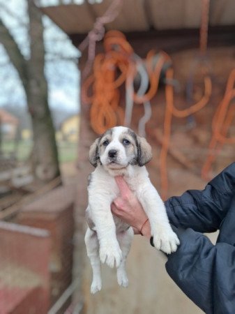 Közép-ázsiai juhász kutya