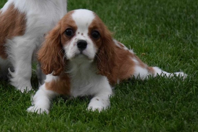 Cavalier King Charles Spániel