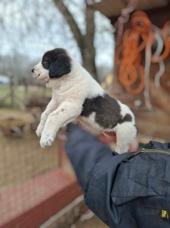 Közép-ázsiai juhász kutya