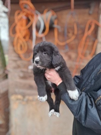 Közép-ázsiai juhász kutya