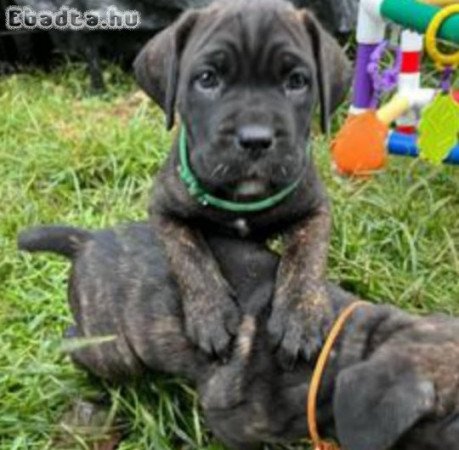 Cane corso kutyusok
