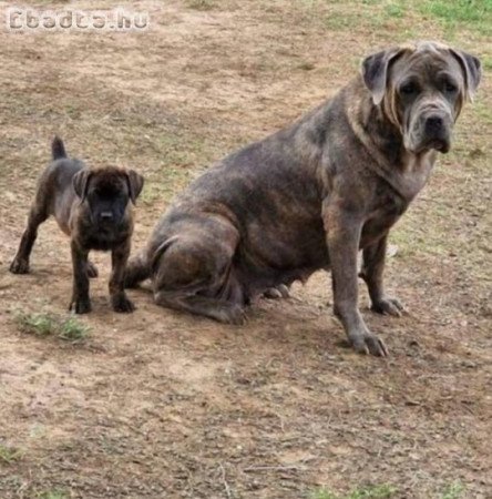 Cane corso kutyusok