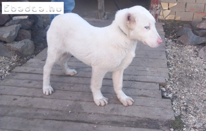 Közép Ázsiai juhász kölyök