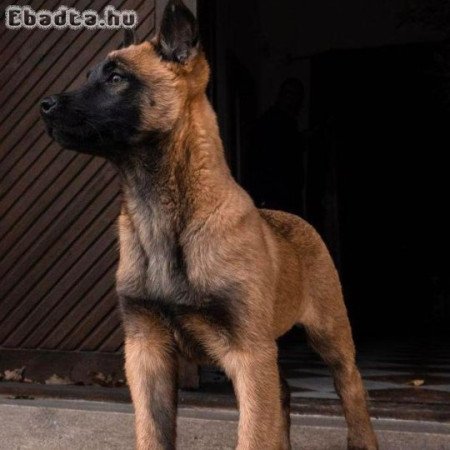 Belga juhász malinois