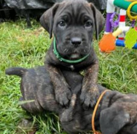 Cane corso