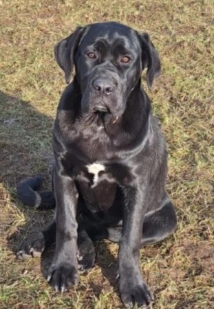 Cane corso