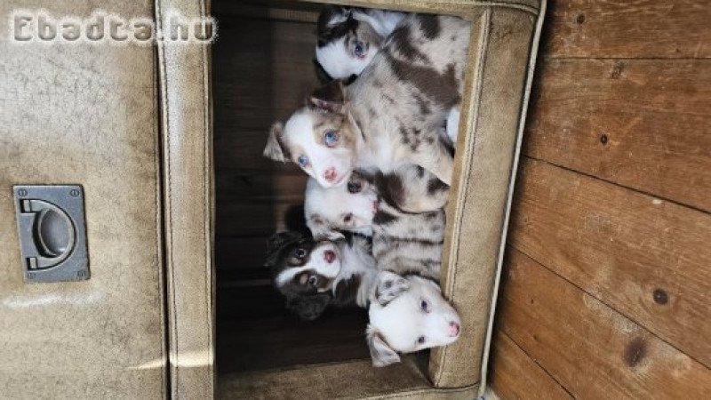 Mini Aussie kölykök