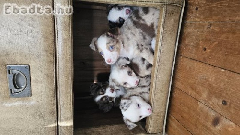 Mini Aussie kölykök