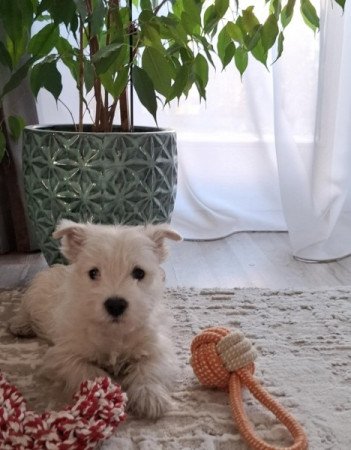 West Highland White Terrier