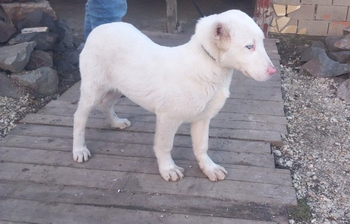 Közép Ázsiai juhász