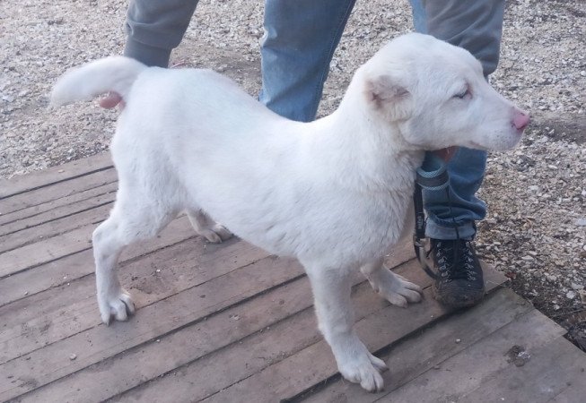 Közép Ázsiai juhász