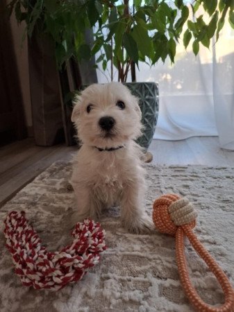 West Highland White Terrier