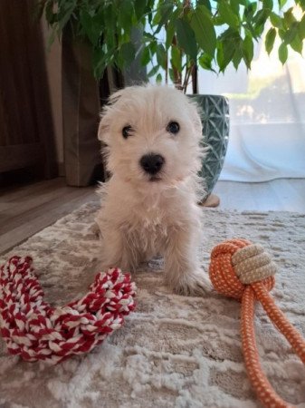 West Highland White Terrier