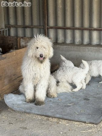 Eladó 9 hetes komondor kölykök