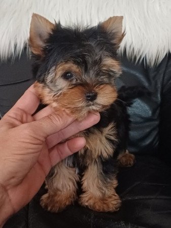 yorkshire terrier , yorki