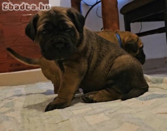 Cane Corso kölykök