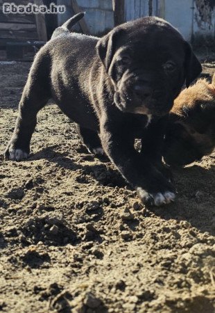 Cane Corso kölykök