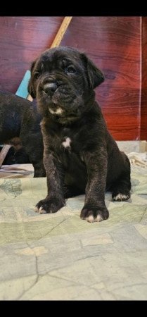 Cane Corso