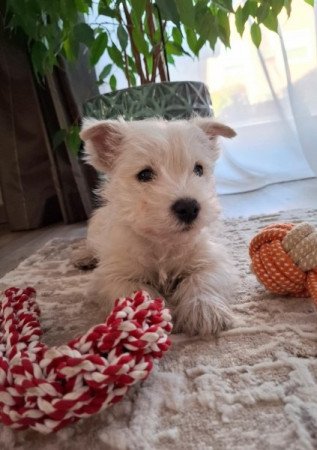 West Highland White Terrier