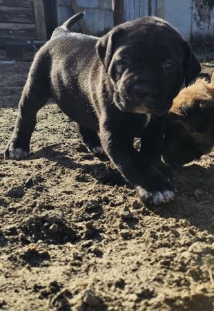 Cane Corso