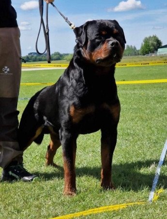 Rottweiler