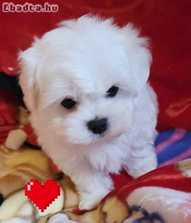 Gyönyörűszép  Bichon Havanese kis méretű kiskutyák