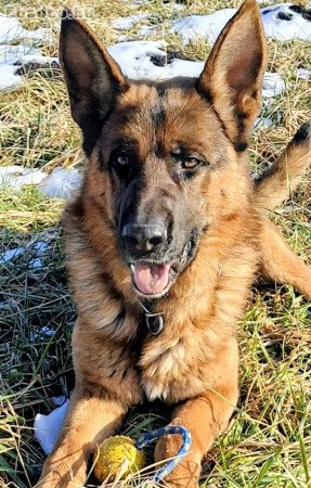 Eladó kan német juhász