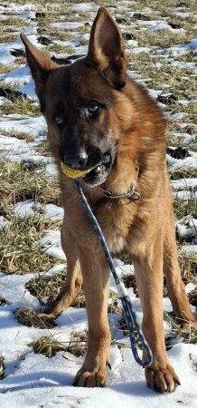 Eladó kan német juhász