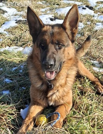 Eladó kan német juhász