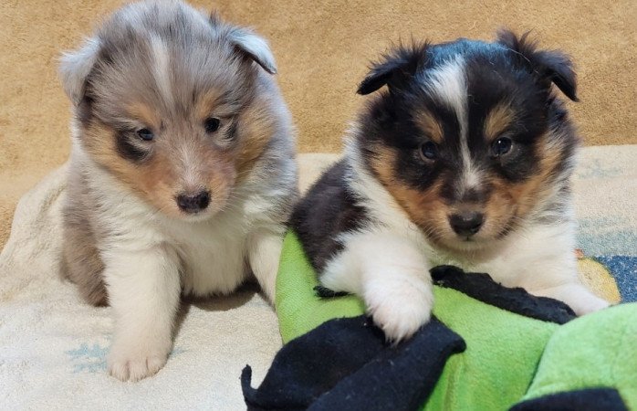 Shetland sheepdog - Sheltie