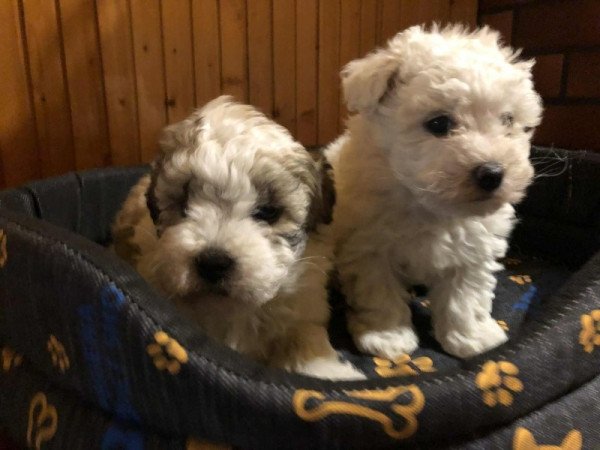 Bichon Havanese