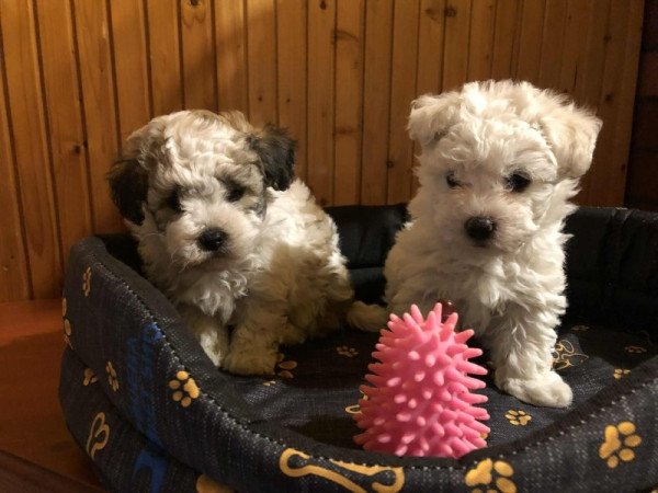 Bichon Havanese