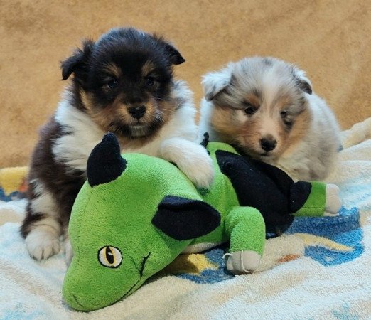 Shetland sheepdog - Sheltie