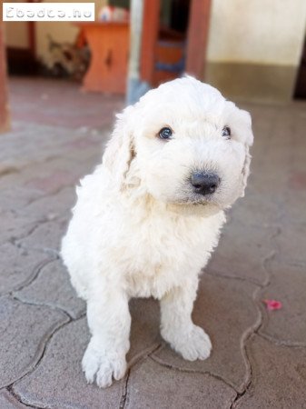 Fajtiszta komondor kiskutyák