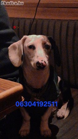 Eladó  9 hónapos  kis kutya