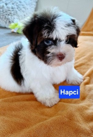 Bichon havanese