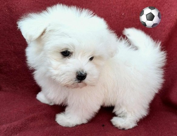 Bichon havanese