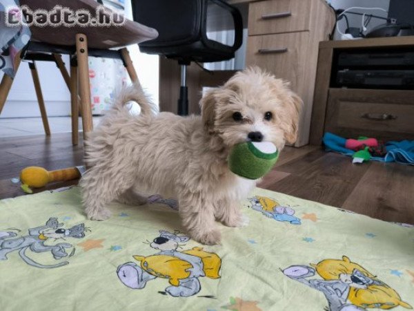 Maltipoo kislány kölyök