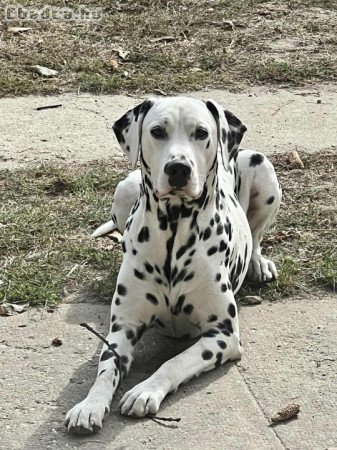 Dalamata kiskutyák előjegyezhetők