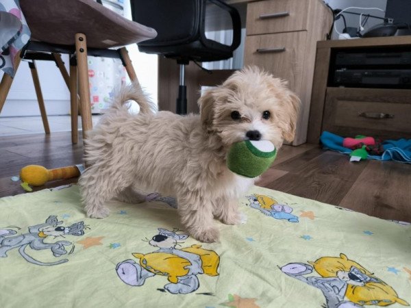 Maltipoo