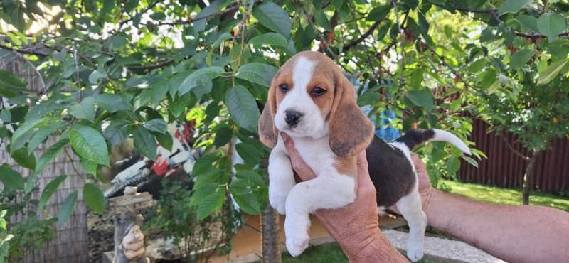 Beagle